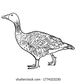 Goose hand drawn vector illustration isolated on white background 