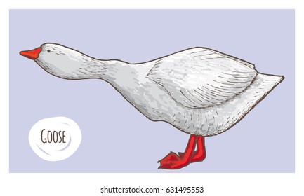 Goose. Horizontal card. Colored vector illustration