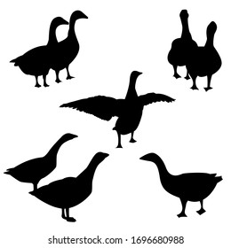 Goose icon silhouette set isolated on white background, vector stock illustration. Poultry bird