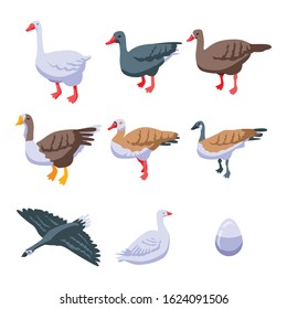 Goose icons set. Isometric set of goose vector icons for web design isolated on white background