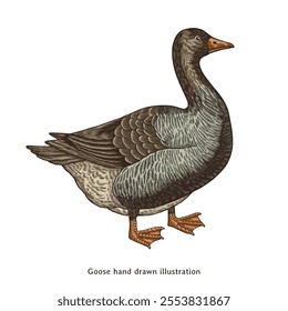 Goose illustration. Goose hand drawn illustration in vintage style. Geese illustration