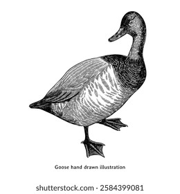 Goose illustration. Goose hand drawn illustration in vintage engraving style. Vintage geese sketch illustration