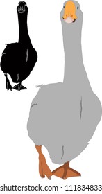 goose isolated on white background