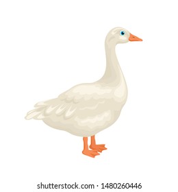 Goose isolated on white background. Vector illustration of domestic farm bird in cartoon simple flat style.