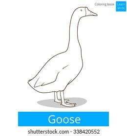 Goose learn birds educational game coloring book vector illustration