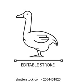 Goose linear icon. Domestic bird bred for meat. Poultry farming. Commercial geese growing. Thin line customizable illustration. Contour symbol. Vector isolated outline drawing. Editable stroke