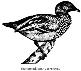 Goose makes a hissing noise similar to that of some snakes, vintage line drawing or engraving illustration.