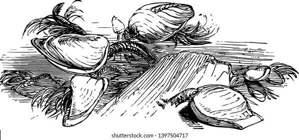 Gänse Necked Barnacle, eine Art von Gänsehalsbarnacles Vintage Linie Zeichnung oder Gravitation Illustration.