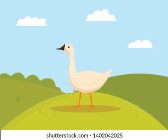 Goose on grass, walking farm bird character, side view of white countryside animal, duck or fowl outdoor, poultry eating on hills, farming vector