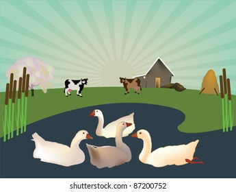 goose on the lake on a farm