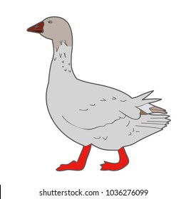 goose on white background