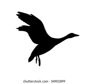 goose on white background