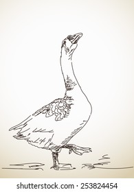 Goose with one leg up Vector Sketch Hand drawn illustration