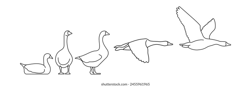 goose outline design vector illustration