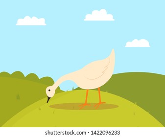 Goose pecking grass, walking farm bird character, side view of white countryside animal, duck or fowl outdoor, poultry eating on hills, farming vector