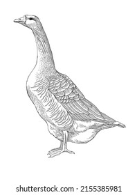 Goose. Realistic sketch. Vector illustration.