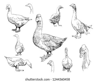 Goose set hand drawn. Vector illustration. 