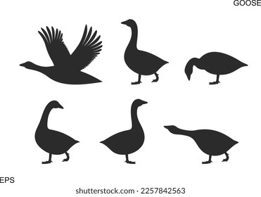 Goose silhouette. Isolated goose on white background. Bird