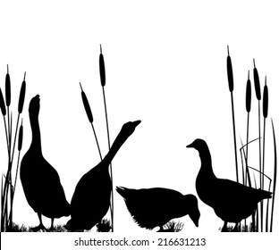 Goose silhouettes over white background