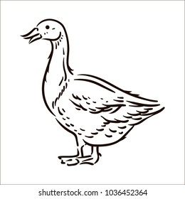 Goose simple sketch illustration on white background