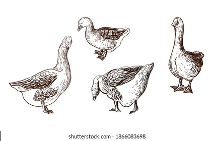 Goose, sketch of a goose. Poultry farm, farming concept. Vector illustration in vintage style. Hand drawn bird for packaging design, shop window decoration of farm shop, eco food shop.