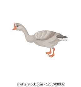 Goose standing isolated on white background, side view. Wild bird with long neck, orange beak and legs. Flat vector icon
