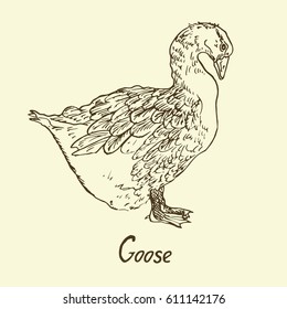 Goose standing, sketch in pop art style, isolated vector illustration