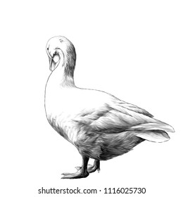 goose stands tall sideways with his head down, sketch vector graphics monochrome illustration