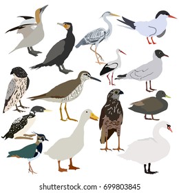 Goose, tringa, white cormorant, cormorant, swan, falcon, eagle, heron, lapwing, birds. Icon, logo, symbol.