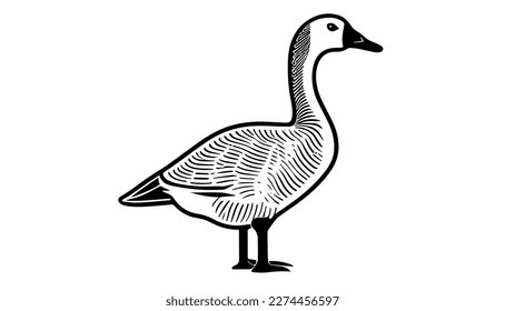 Ilustración de línea negra vectorial de ganso aislada en blanco. Dibujo artístico