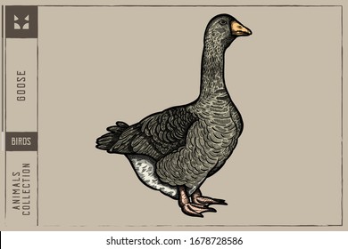 Gänse-Vektorillustration - handgezeichnet