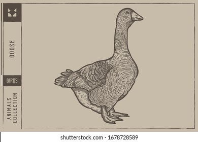 Goose Vector illustration - Hand drawn - Out line