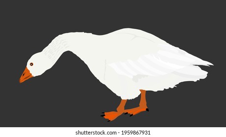 Goose vector illustration isolated on black background. White goose (Anser anser domesticus) isolated on a black background. Water bird. Domestic animal. Gander symbol.