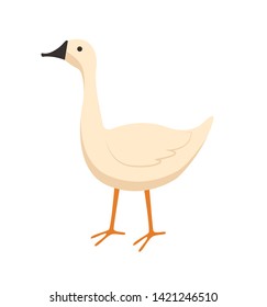 Goose vector, isolated bird with plumage, domestic animal eating crops from ground, countryside area, poultry farming and tending flat style livestock
