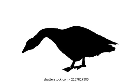 Ilustración de silueta vectorial de ganso aislada sobre fondo blanco. Anser anser domesticus. Ave de agua. Animales domésticos. Símbolo de Gander.