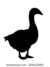 Goose vector silhouette illustration isolated on white background. Anser anser domesticus. Water bird. Domestic animal. Gander symbol. Shape goose shadow.