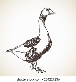 Goose Vector Sketch Hand drawn illustration