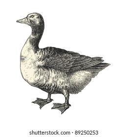 Goose - Vintage engraved illustration - "Cent récits d'histoire naturelle" by C.Delon published in 1889 France