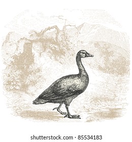 Goose - vintage engraved illustration - "Histoire naturelle" by Buffon and Lacépède published in 1881 France