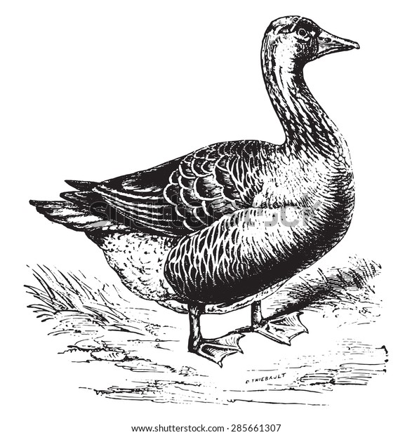 Goose Vintage Engraved Illustration Natural History Stock Vector ...