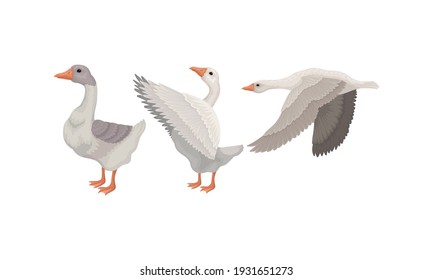 Gans als Waterfowl Specie mit Long Neck und Orange Bill in verschiedenen Pose Vector Set