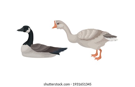 Goose as Waterfowl Specie with Long Neck and Orange Bill in Different Pose Vector Set