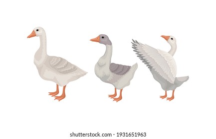 Goose as Waterfowl Specie with Long Neck and Orange Bill in Different Pose Vector Set