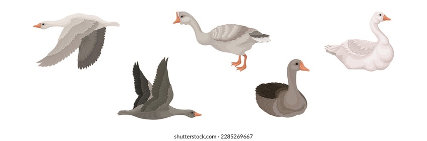 Goose White and Grey Domestic and Wild Birds Vector Set