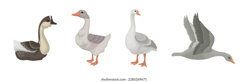 Goose White and Grey Domestic and Wild Birds Vector Set