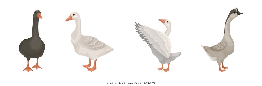 Goose White and Grey Domestic and Wild Birds Vector Set