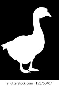 Goose white silhouette vector isolated on black background.