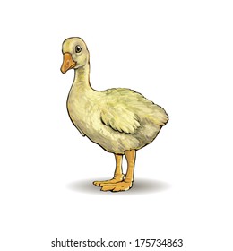 goose young