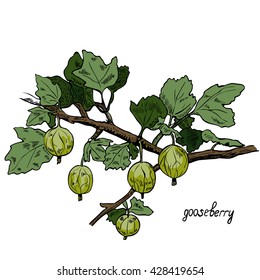 Gooseberries, color