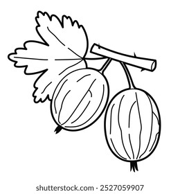 Gooseberries. Contour drawing. Black white outline illustration, isolated on white background. Design elements or page of children's coloring book.	
